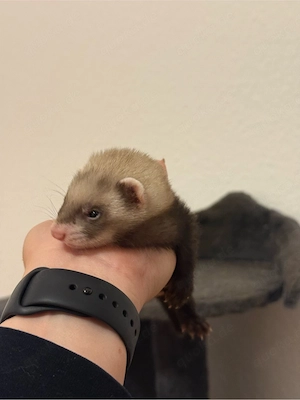 Frettchen-Babys suchen liebevolle Zuhause 