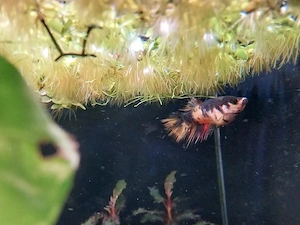 Betta Splendens Crowntail Weibchen 