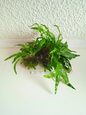 Javafarn (Microsorum pteropus) ca. 17 bis 19 cm