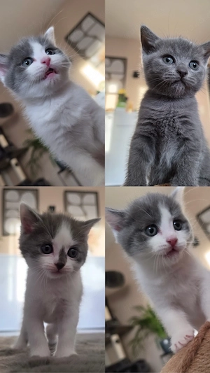 BKH Kitten suchen ein neues Zuhause