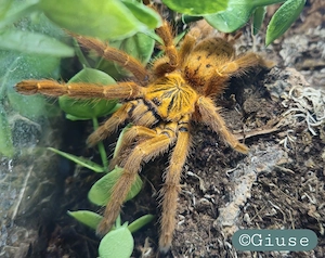 D. panama P. murinus rcf Neoholothele incei gold 