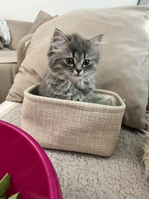 süße Kitten 