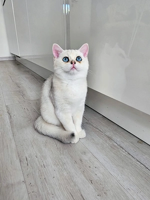    Traumhafte Golden & Silver Shaded Kitten mit blauen Augen   