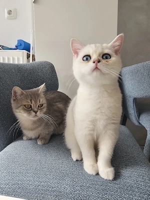    Traumhafte Golden & Silver Shaded Kitten mit blauen Augen   