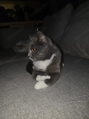 9 Kitten und 2 BKH Mamas suchen ein Zuhause (teils langhaarig) 