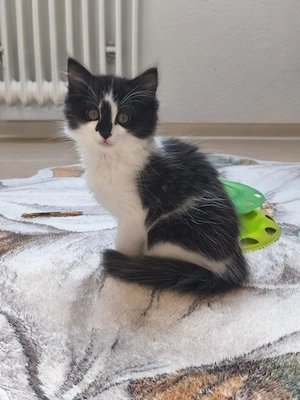 3 süße Katzenbabys suchen ein liebevolles Zuhause 