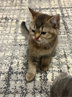 Britisch Kurzhaar- Katzen