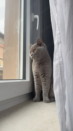 Bkh lilac Mädchen 