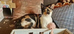 Glückskatze Katze dreifarbig weiblich 