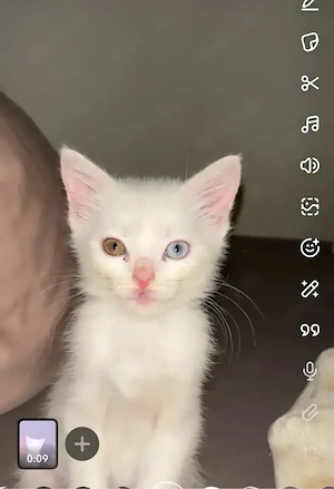 baby katze 