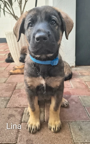 Deutscher Schäferhund x Bordeaux-Doggen-Mix Welpen 