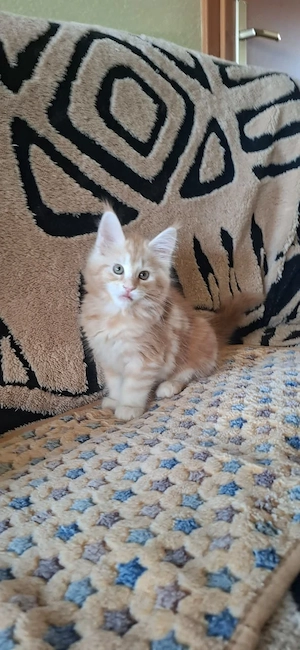 Noch 2 weibliche Maine Coon Kitten