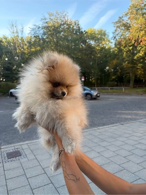 zwergspitz pomeranian baby zu verkaufen