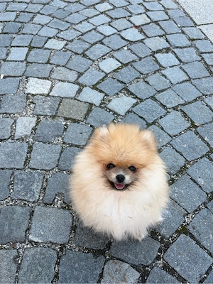 Pomeranian Zwergspitz Welpe
