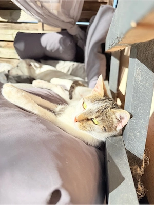 Toffee sucht ihr für immer Zuhause