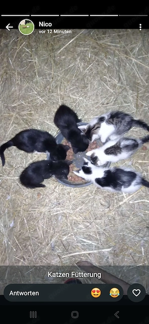 Katzenkinder 6stück