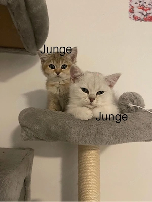 Wunderschöne BKH-Kitten suchen ihr zuhause