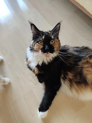 Liebe Maine Coon Jungkatze