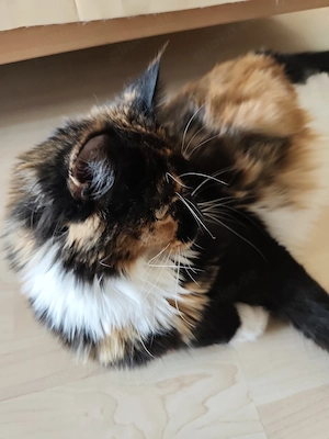Liebe Maine Coon Jungkatze Bild 8