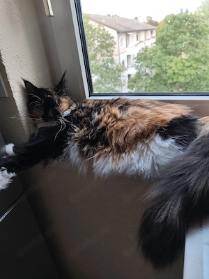 Liebe Maine Coon Jungkatze Bild 7