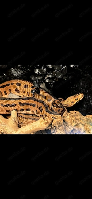 1.0 Königspython Yellow Belly Batman (2023)   Proven Breeder
