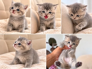BKH kitten 