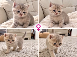 BKH kitten 