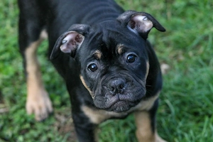 Alternativ Bulldogge welpe Diva