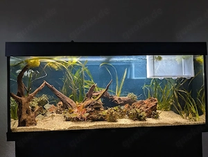 rio 240l aquarium 