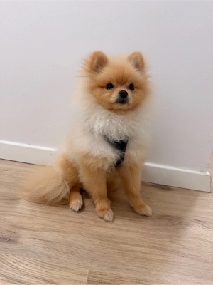 Pomerania Rüde