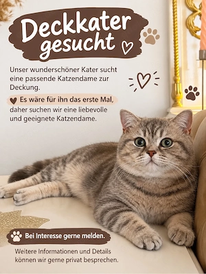 Wunderschöner Deckkater sucht Katzendame 