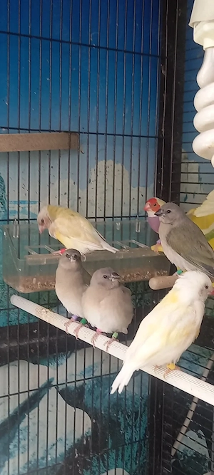 Gouldamadine.  5  Jungvogel  von 5.08.26. 15 Euro pro Vögel. 