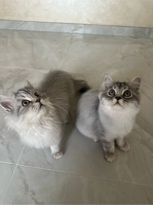    Liebevolle Katzenbabys suchen ein neues Zuhause    Bild 2