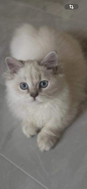    Liebevolle Katzenbabys suchen ein neues Zuhause    Bild 8