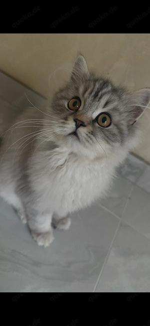    Liebevolle Katzenbabys suchen ein neues Zuhause    Bild 7