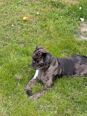 Wir haben noch 2 Jungen und 1 Mädchen zu vergeben.