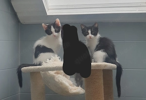 Katzen abzugeben 
