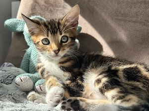 bengal britisch kurzhaar mix