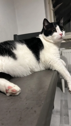 Kater zu verschenken