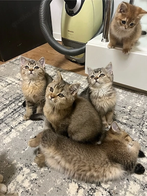 Katzen  BKH