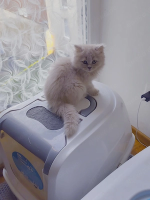 katzen BLH und BKH 
