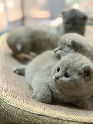 Süße BKH Kitten suchen ein liebevolles Zuhause!