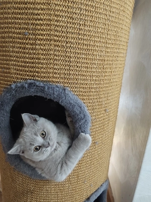 katzen BLH und BKH  Bild 6