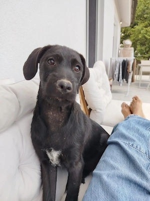 Liebe Bella sucht ein neues Zuhause
