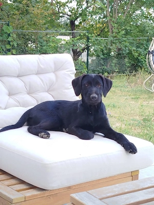 Schöne Nera sucht ihre Familie