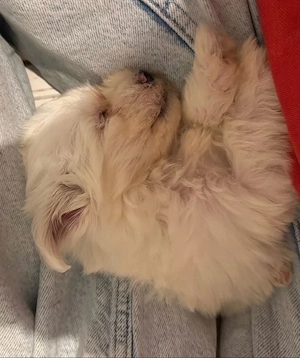 maltipoo hündin 