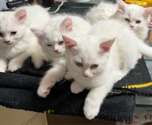 Wunderschöne BKH-Mischling Kitten suchen ein liebevolles Zuhause!