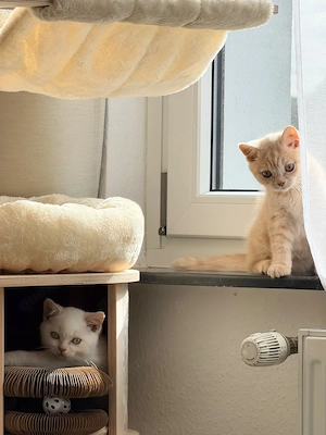 BKH Kitten Katze weiß creme Point Weiblich und Creme Kitten männlich  Bild 7
