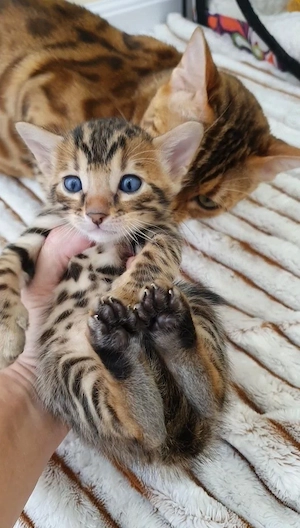 Bengal Kater Kairo sucht liebevolles Zuhause