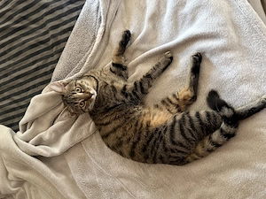 Süße junge Katze sucht liebevolles Zuhause